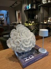 Coral de Cozumel